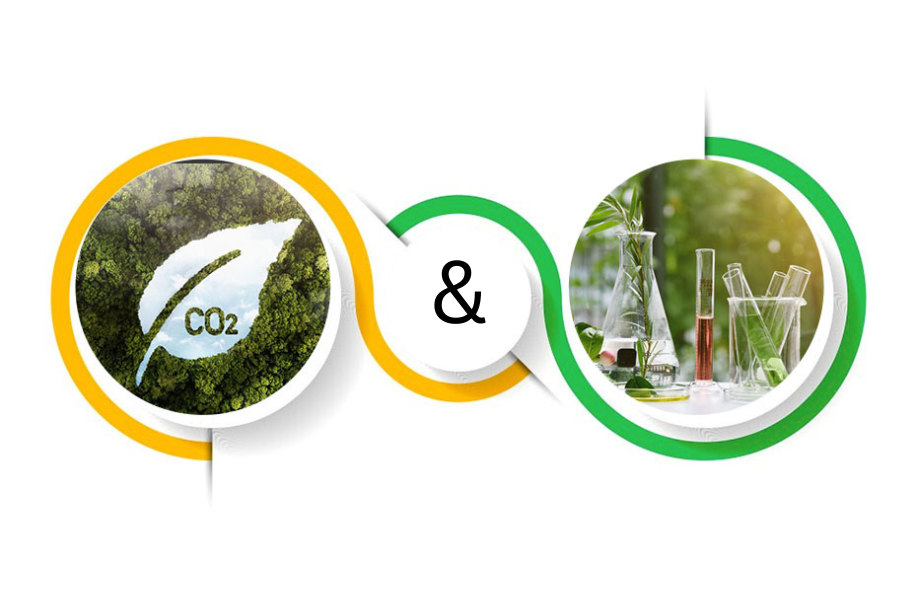 CDP Disclosure and SBTi Targets